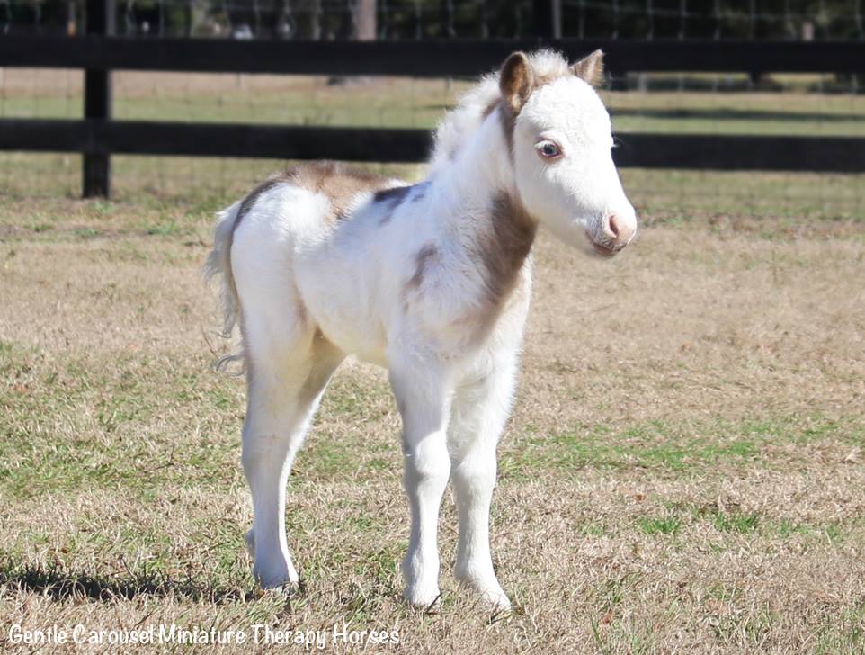 Therapy horse Angel as a Foal @Gentle Carousel Miniature Therapy Horses